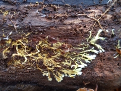 Fungi