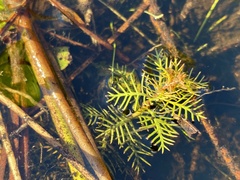 Proserpinaca pectinata