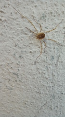 Dasylobus