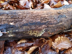 Fungi