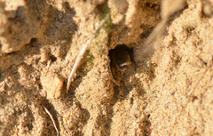 Andrena fuscipes