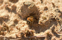 Andrena fuscipes