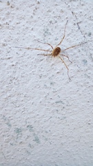 Dasylobus