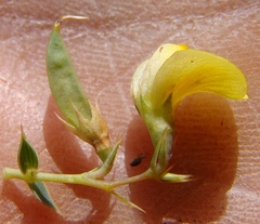 Aspalathus alpestris