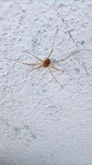 Dasylobus
