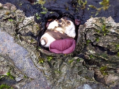 Fungi