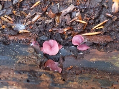 Fungi