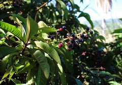 Ardisia compressa