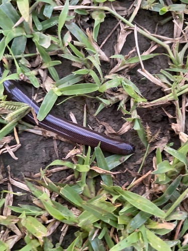 Angola blind snake