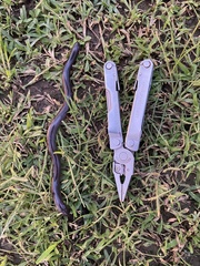 Afrotyphlops angolensis