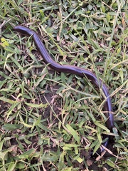 Afrotyphlops angolensis