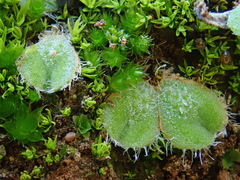 Riccia gougetiana image