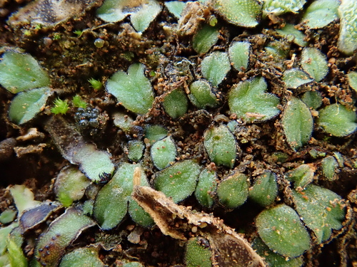 Riccia trabutiana