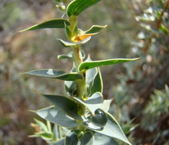 Aspalathus alpestris