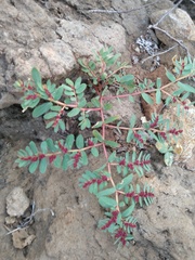 Euphorbia anthonyi