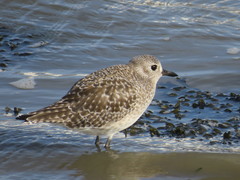 Pluvialis squatarola