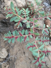 Euphorbia anthonyi