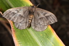 Hylesia scortina