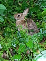 Sylvilagus floridanus