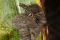 Hylesia scortina