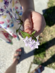 Richardia grandiflora