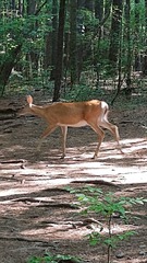 Odocoileus virginianus