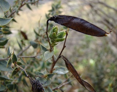 Aspalathus alpestris