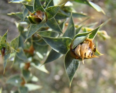 Aspalathus alpestris