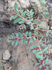 Euphorbia anthonyi