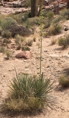 Yucca utahensis