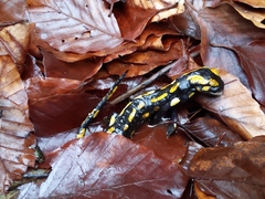 Salamandra salamandra