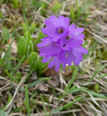 Primula glutinosa