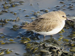 Calidris alpina
