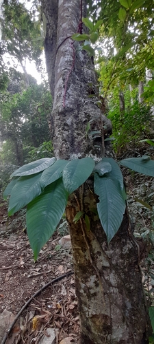 Rhaphidophora hookeri