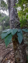Rhaphidophora