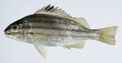 Fourlined Terapon photo 3