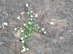 Gomphrena nitida