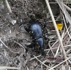 Liparus glabrirostris