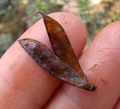 Aspalathus alpestris