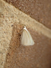 Lomographa vestaliata
