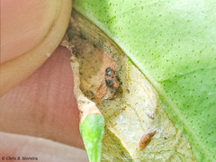 Scymnobius ecuadoricus