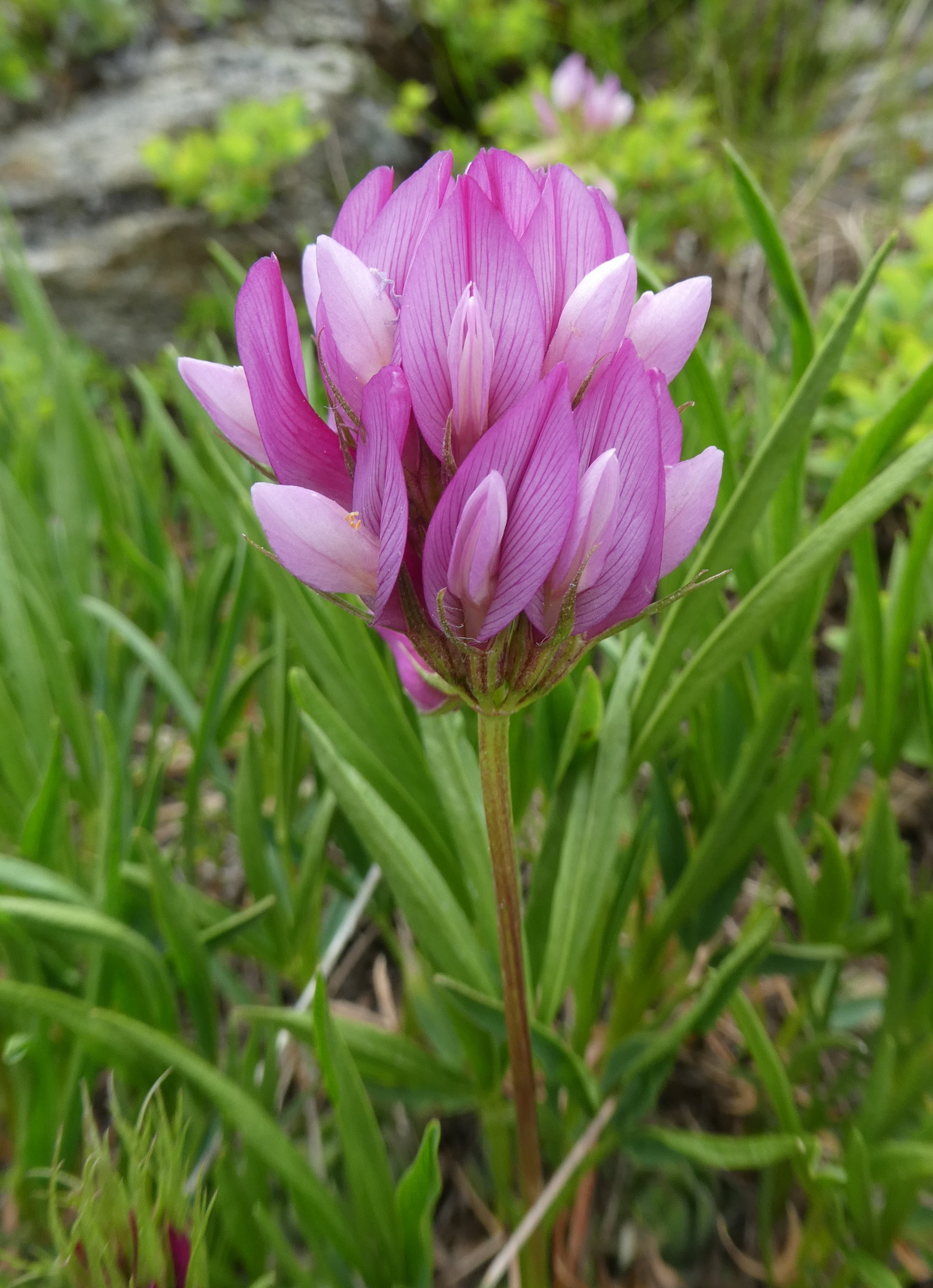 Trifolium alpinum