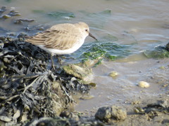 Calidris alpina