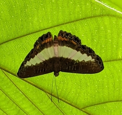 Nymphidium azanoides