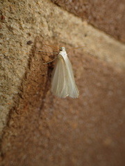 Lomographa vestaliata