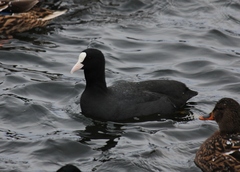 Fulica atra