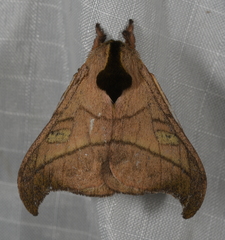 Hylesia scortina