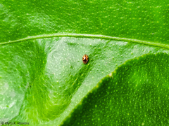 Scymnobius galapagoensis