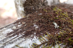Frullania brittoniae
