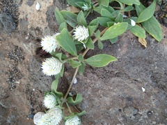 Gomphrena nitida